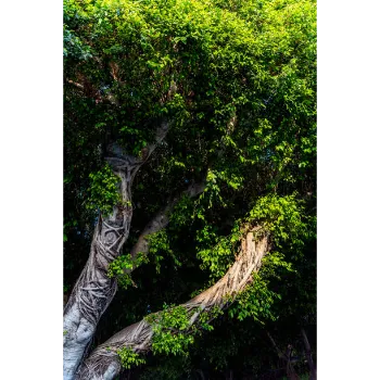 Ficus Benjamina Plant